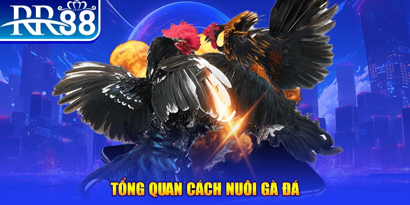 33win69 VA Điện Tử